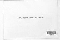 Hypoxylon fuscum image